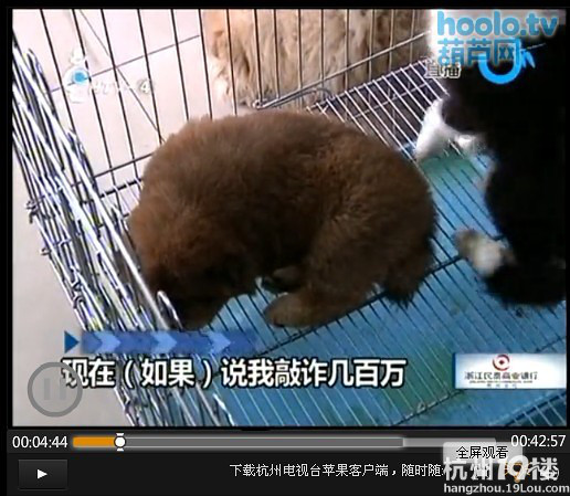 病狗游击队,专门卖病狗!营业执照都是有问题的