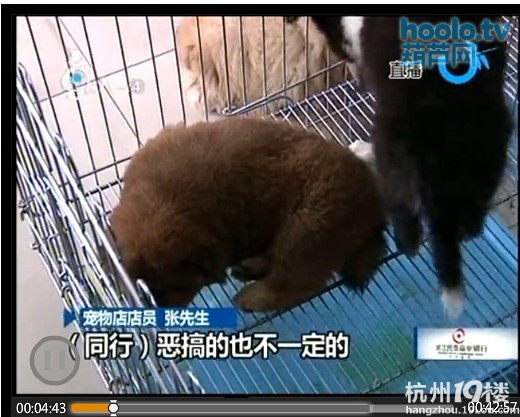 病狗游击队,专门卖病狗!营业执照都是有问题的