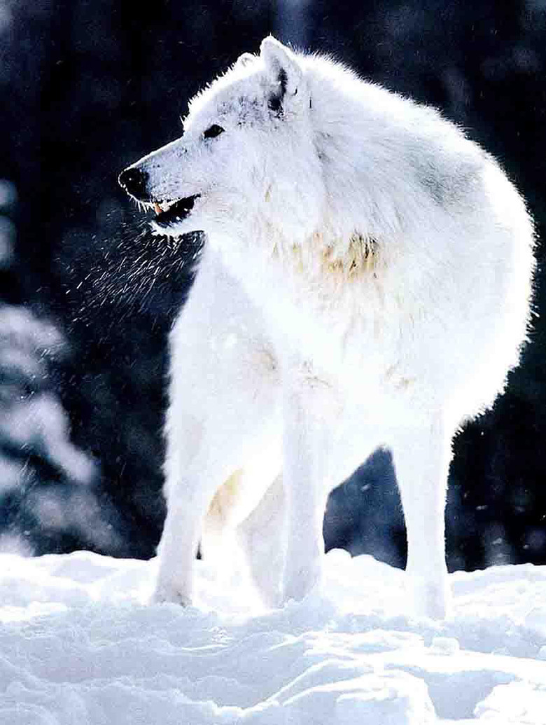 白狼的图片 霸气图片