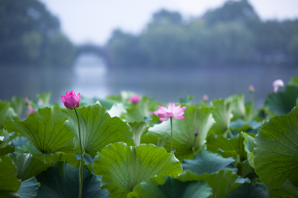 西湖荷花已到最佳观赏期 长枪短炮齐拍花鸟会-我在现场-边走边拍-杭州