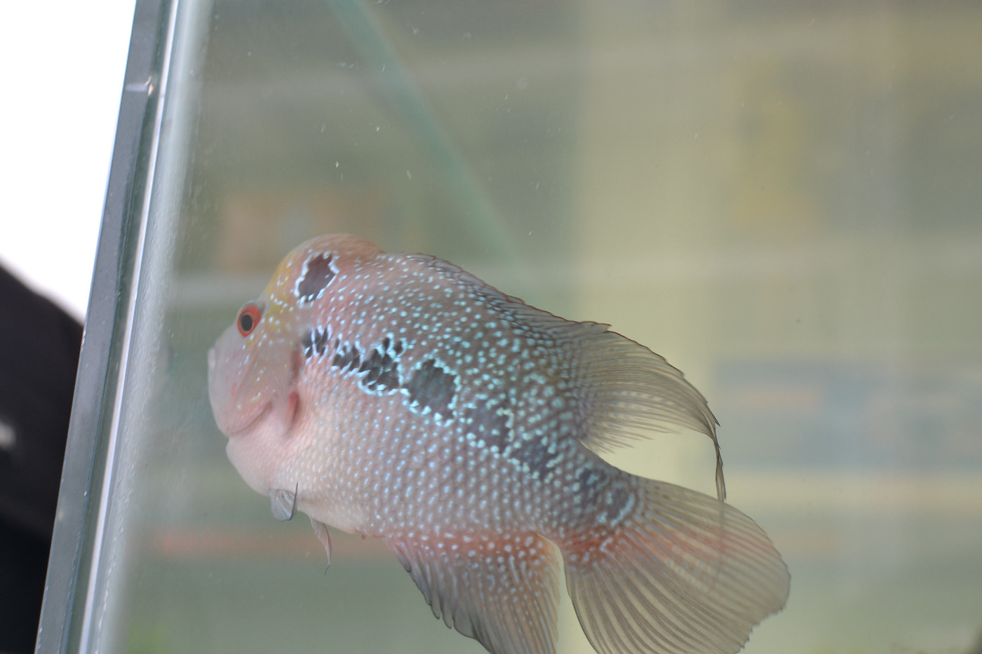 出售 罗汉鱼 福寿头 起头罗汉