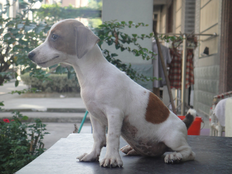 出售杰克罗素梗