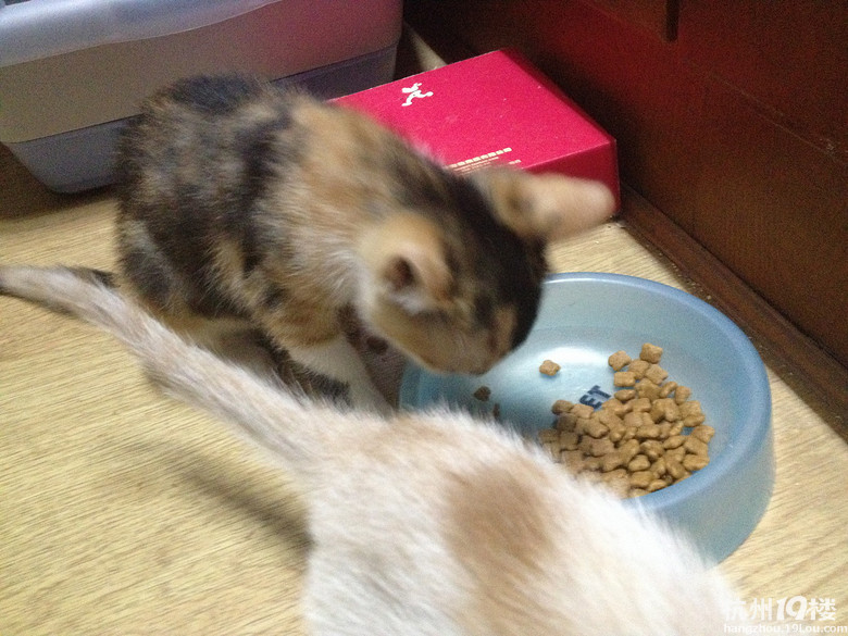 已送