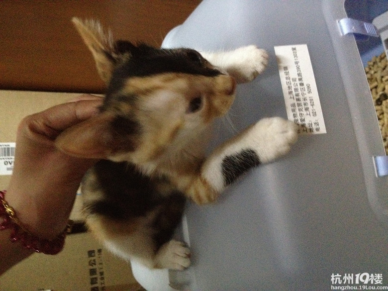已送