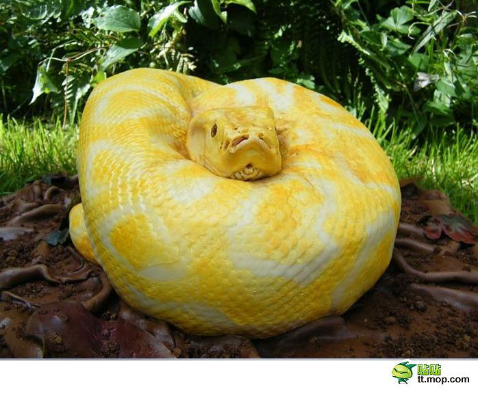 国外牛人制作的黄金蟒蛋糕,你敢吃吗?