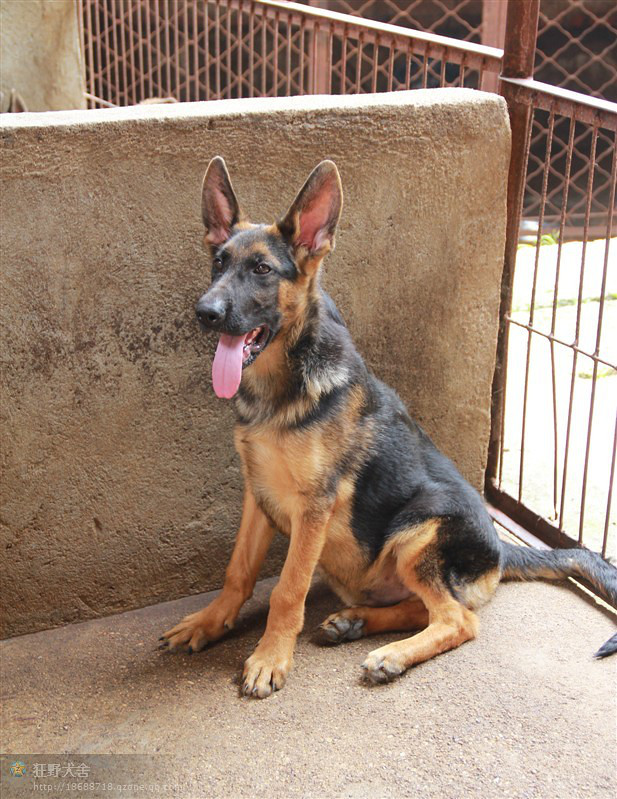 纯种家养德国牧羊犬狼狗,高大威猛服从性强,人类最忠