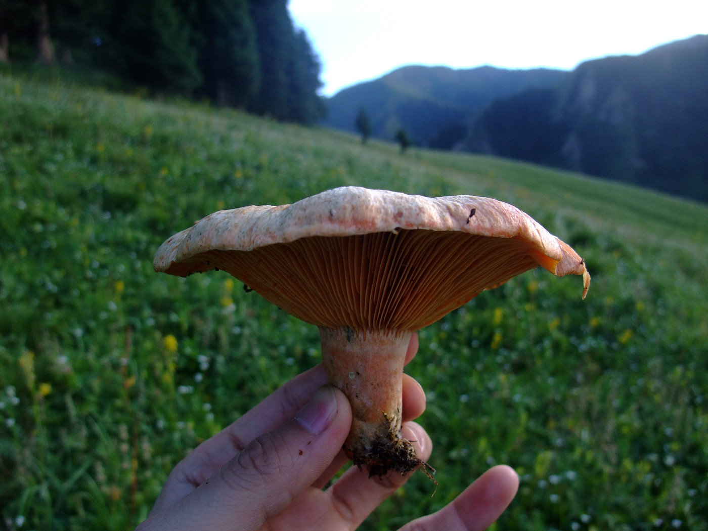 新疆天山蘑菇种类图片