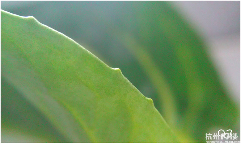 ●第一次玩真皮,给手机量身定做款小皮套吧【