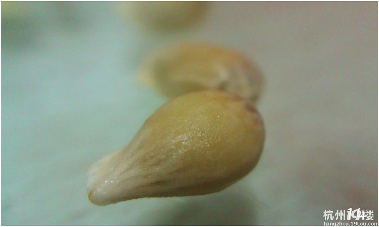 ●第一次玩真皮,给手机量身定做款小皮套吧【