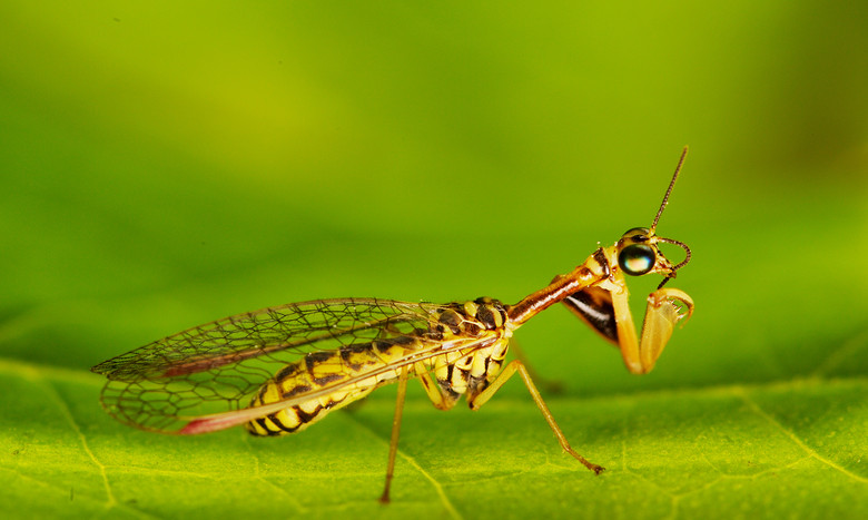 蛉----很有趣的虫子