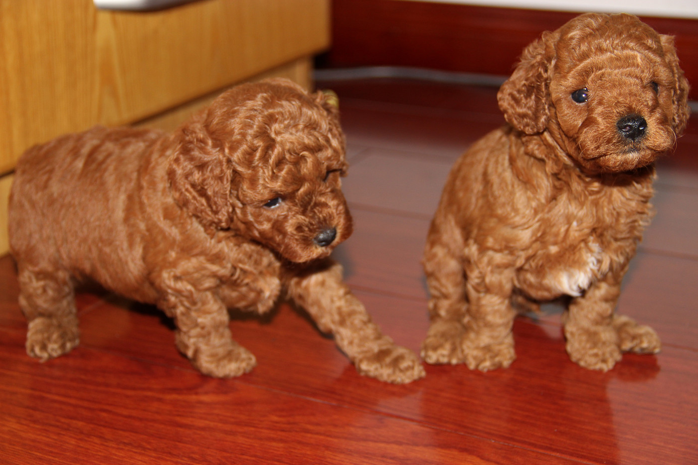 杭州棕红色泰迪,贵宾(35天,母狗1岁属于小型,附图哦)