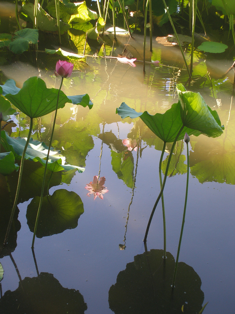 荷花_倒影