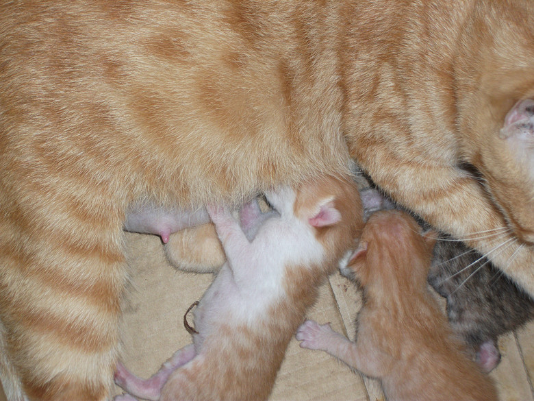 新生小猫咪(刚刚出生的噢)