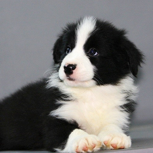 杭州出售纯种边牧幼犬边境牧羊犬 高智商纯种边牧可爱健康