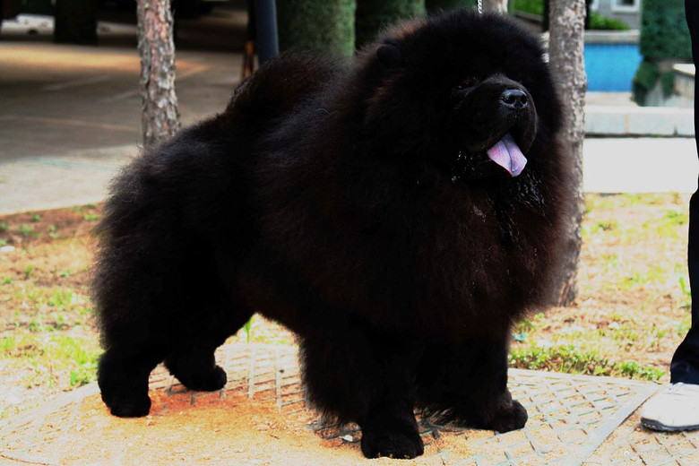 憨厚可愛鬆獅寶寶 專業繁殖高品質鬆獅犬 送餵養教材