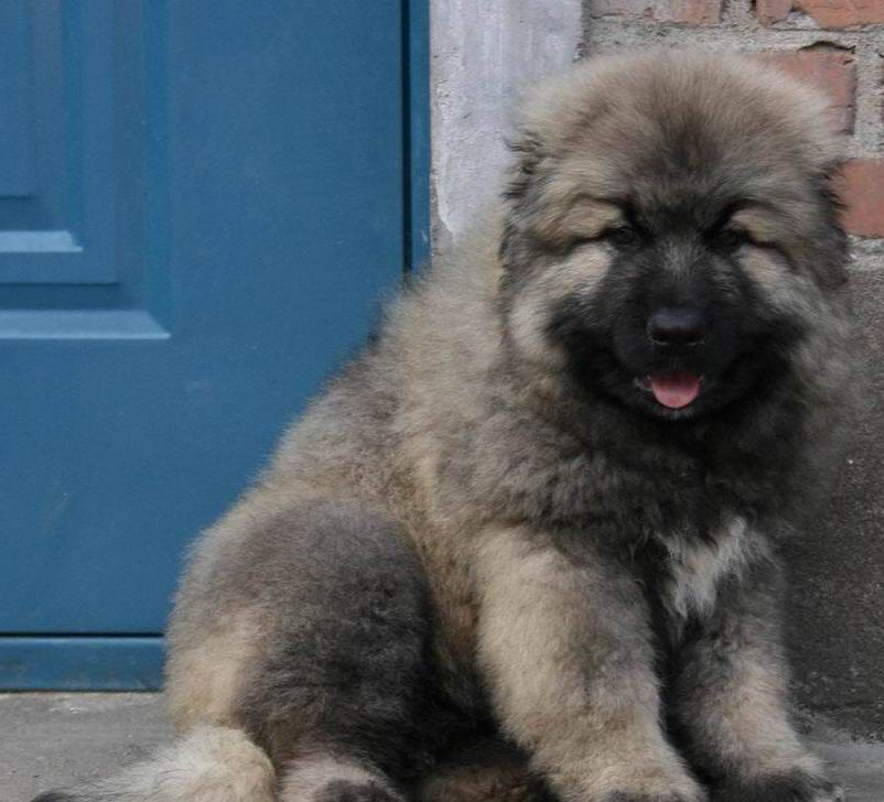 cku认证犬舍出售纯种高加索幼犬终身质保