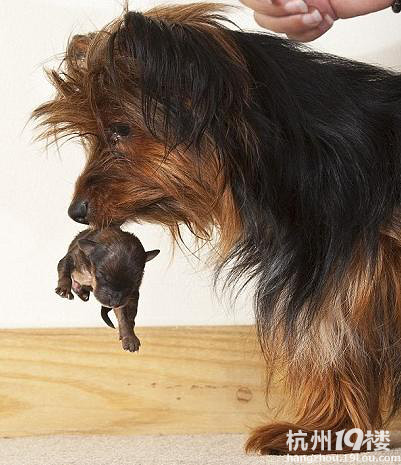 ȫСw؃H37 w֙C