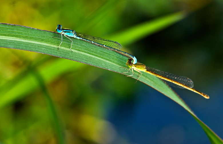 格种老婆不敢讨的 豆娘爱情篇