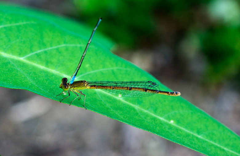 格种老婆不敢讨的 豆娘爱情篇