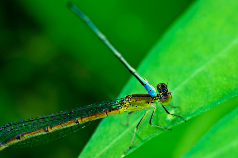 格种老婆不敢讨的 豆娘爱情篇