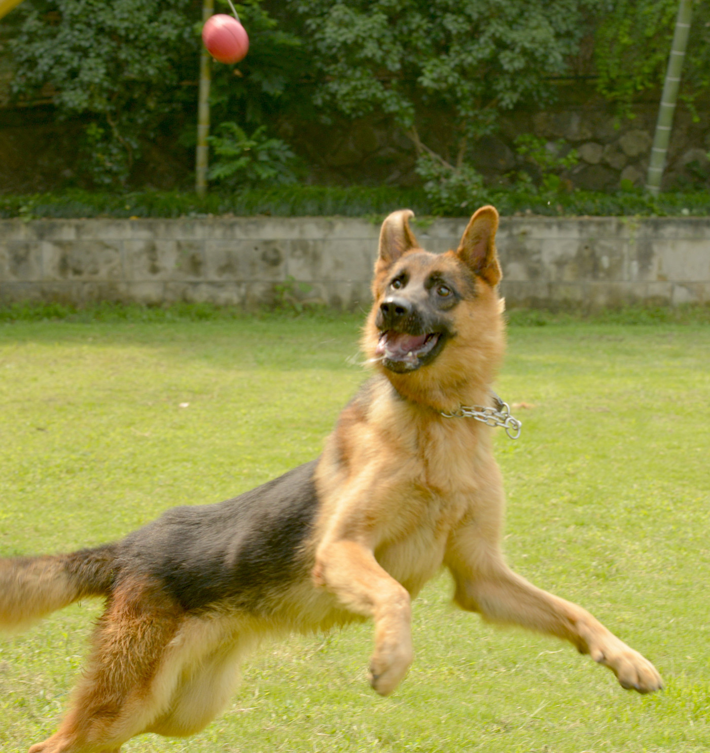 警犬风采