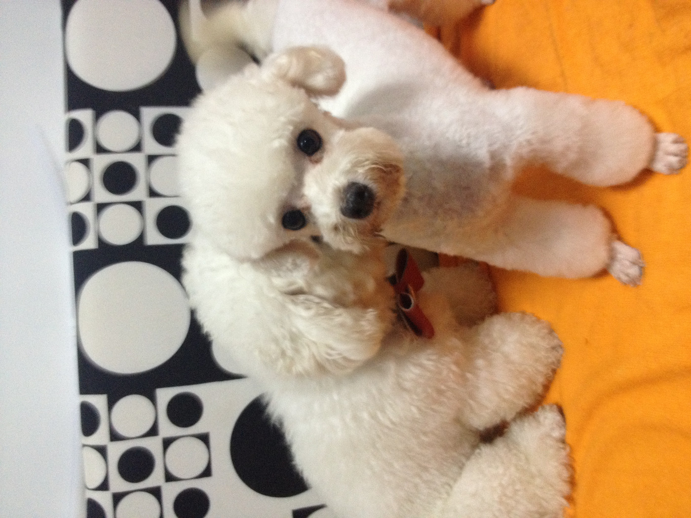 晒晒我家白白可爱的新造型 小清新羊驼装