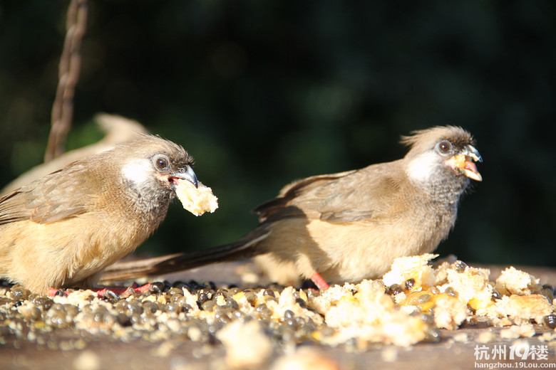 野性的召唤--2012暑假肯尼亚国家公园之行小记