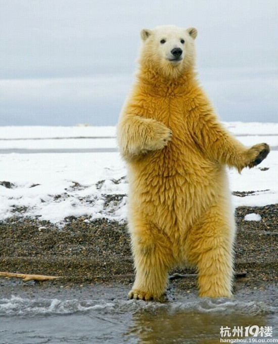 具有舞蹈天赋的北极熊"老师"