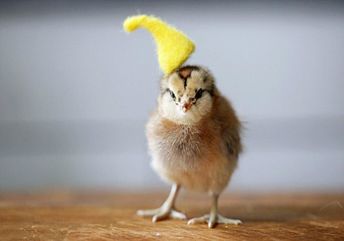 两只小鸡结婚了,摄影师给可爱的小鸡带上帽子婚纱!