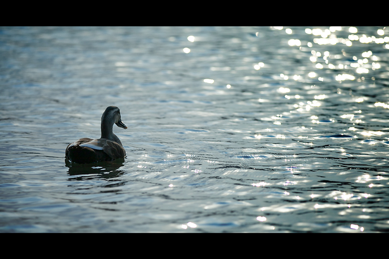 波光明灭,泡沫聚散,岁月是一去不返的逝川