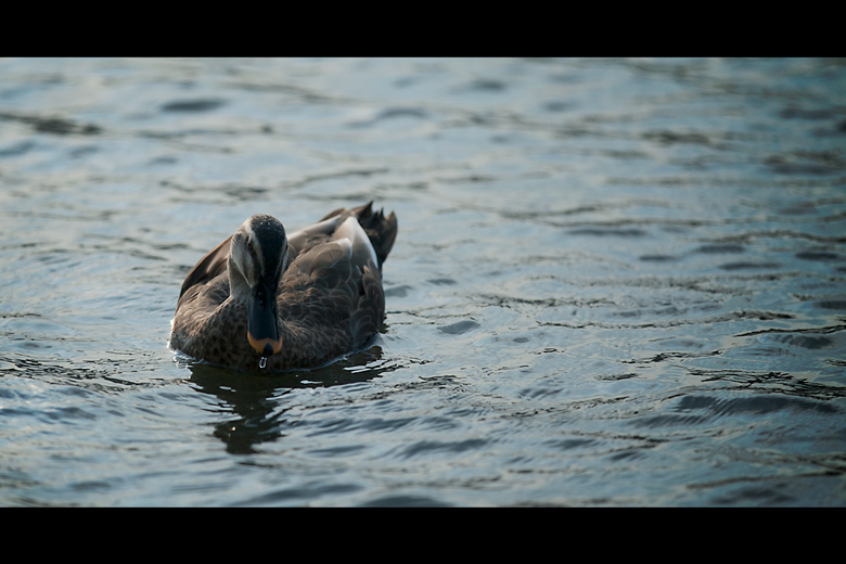 波光明灭,泡沫聚散,岁月是一去不返的逝川