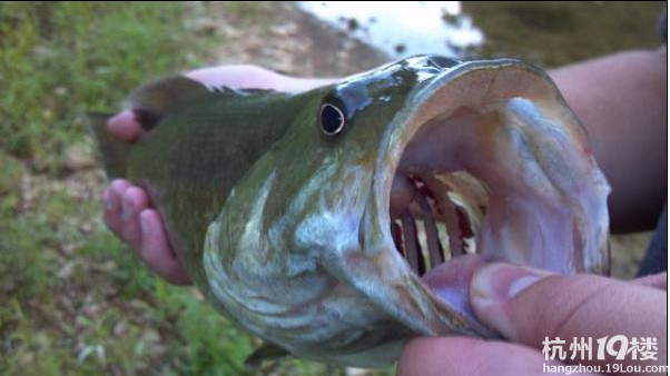 点12大野蛮入侵鱼种:北方蛇头鱼可离水存活数