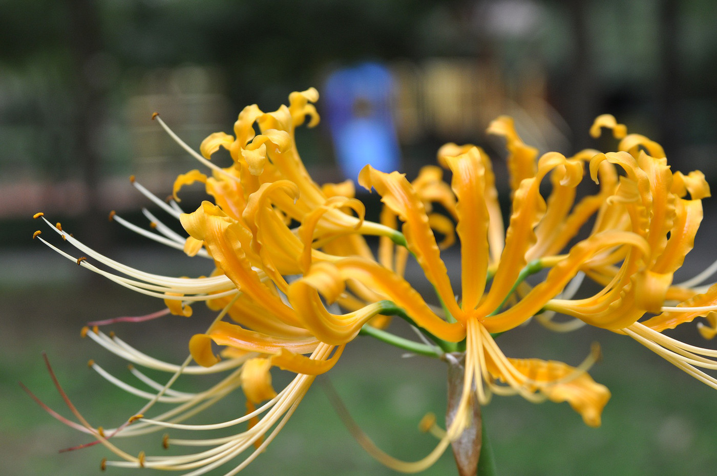 第一次看到黄色的石蒜花