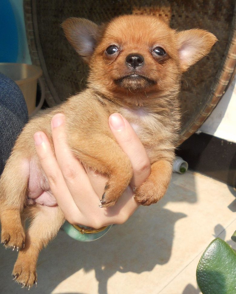 八月十五出生的吉娃娃找爸妈咯~接受换物