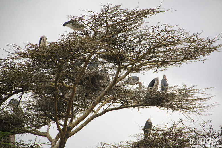 野性的召唤--2012暑假肯尼亚国家公园之行小记
