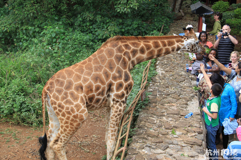 野性的召唤--2012暑假肯尼亚国家公园之行小记