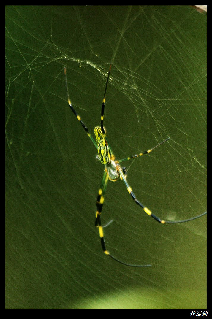 蜘蛛斑络新妇捕食蜜蜂和蝴蝶