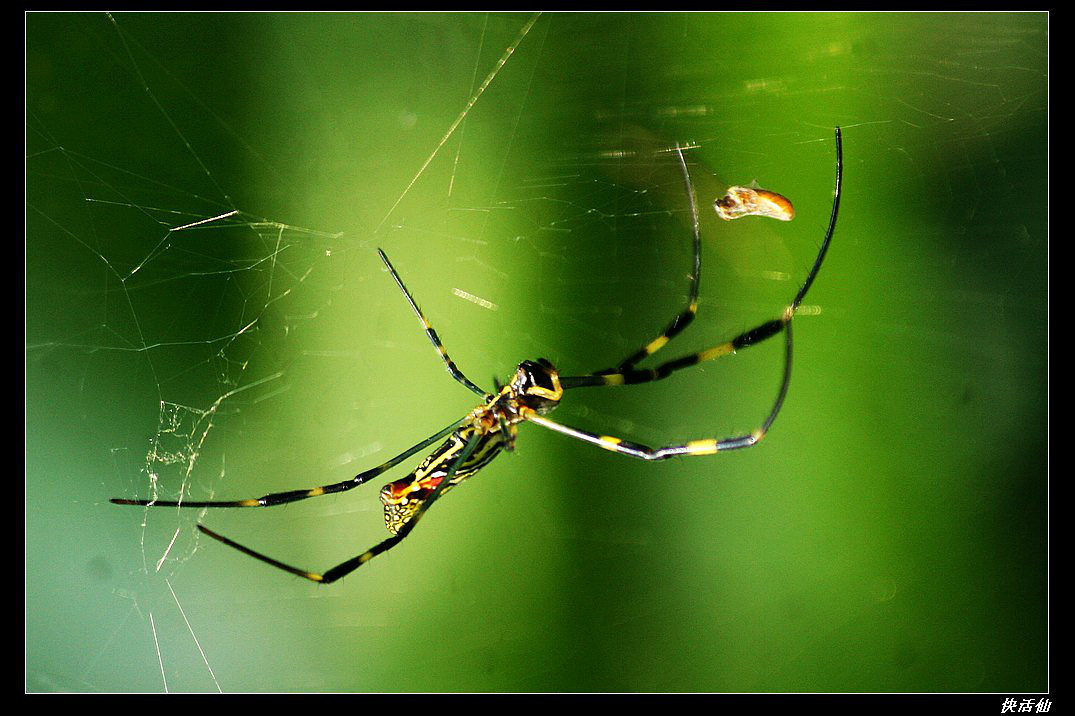 蜘蛛斑络新妇捕食蜜蜂和蝴蝶