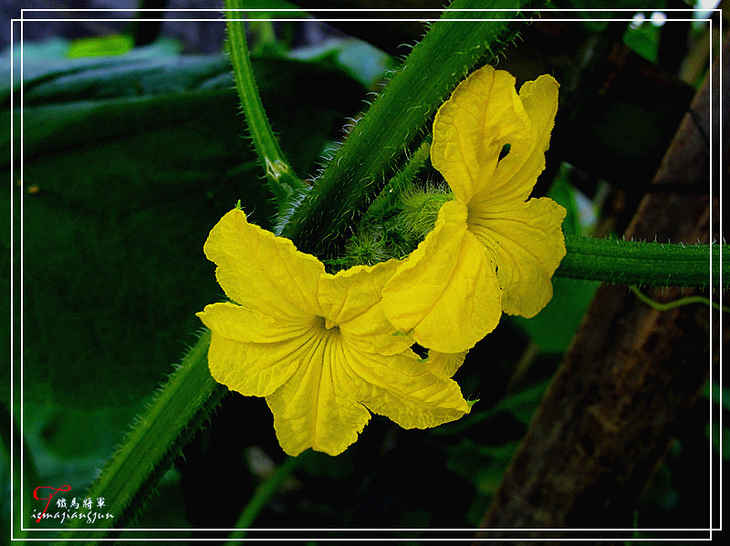 各摄各样——冬瓜花