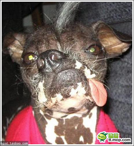 世界上tm最丑的狗狗