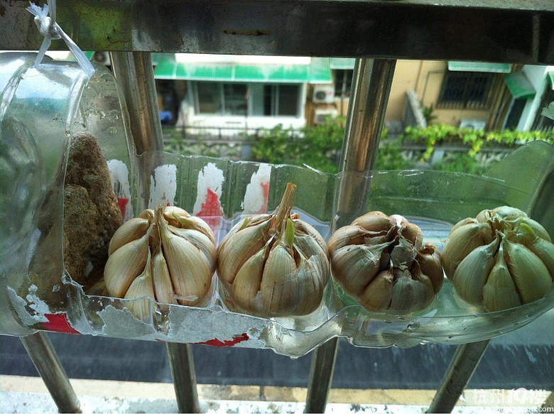 无土培植大蒜苗——和幼儿园的自然角同步进行