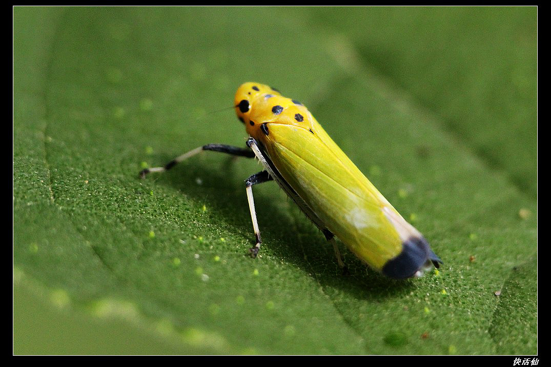 黑尾叶蝉