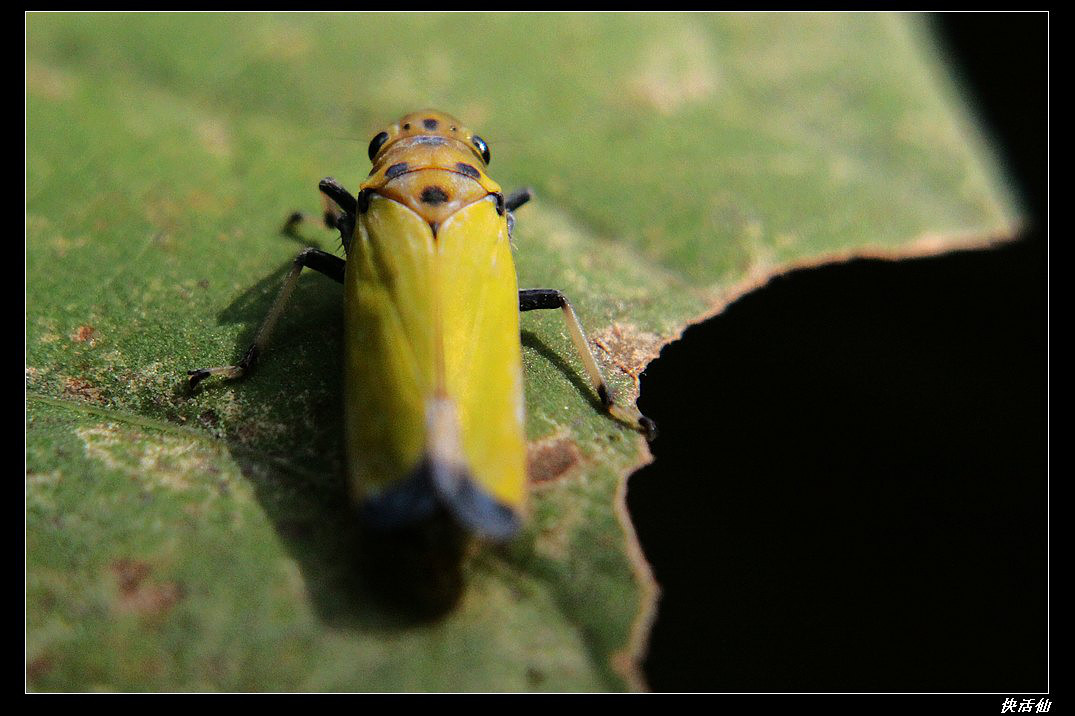 黑尾叶蝉