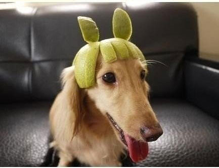 一颗柚子做成帽子以后