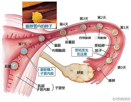 50天b超检查有宫腔积液-孕早期(1-12周)-准妈妈论坛-杭州19楼