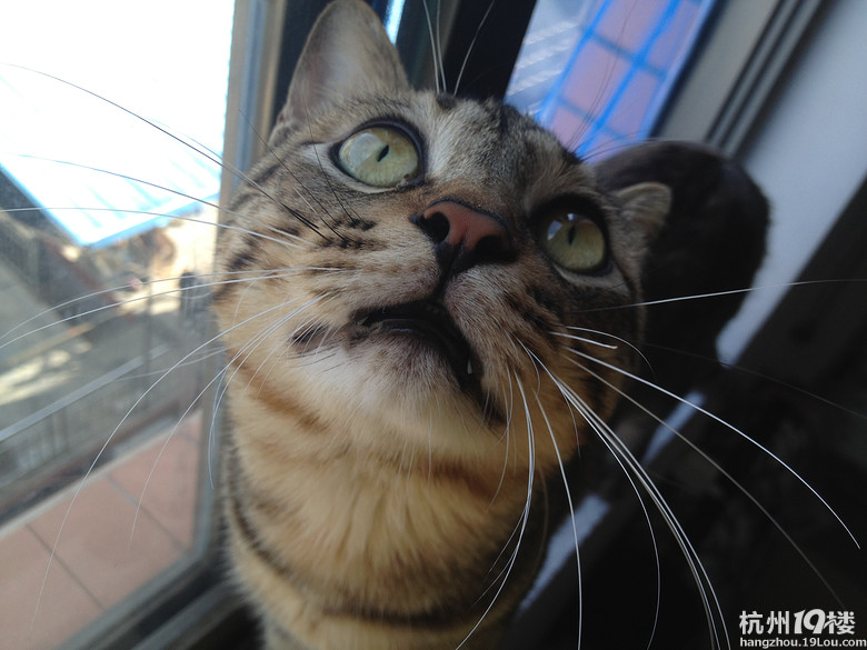 杭州哪里有寄养猫猫的地方