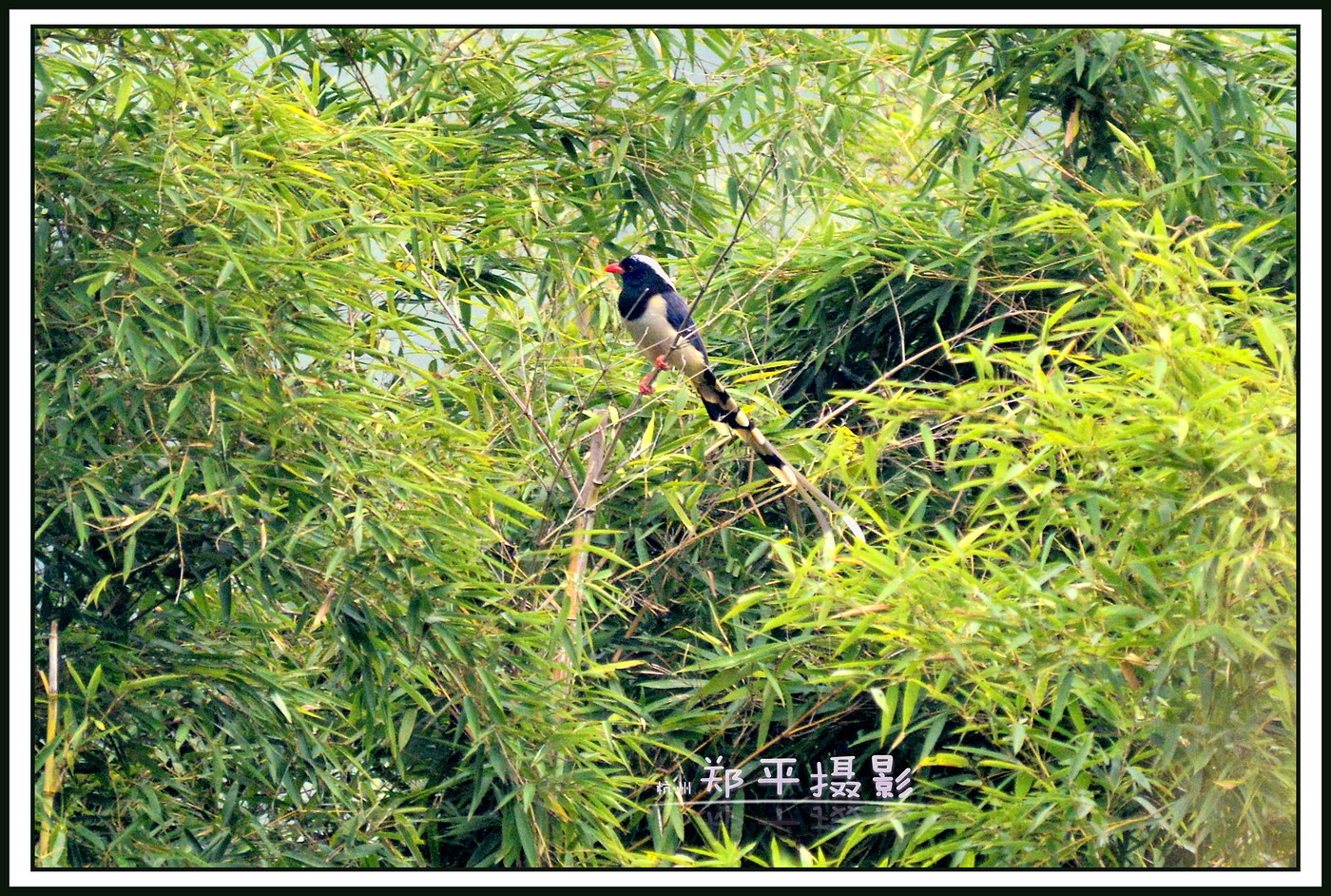 鸟系列(六)红嘴蓝鹊-其他-19摄区-杭州19楼