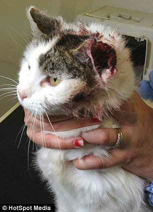 英国被弃病猫不堪痛苦扯掉双耳