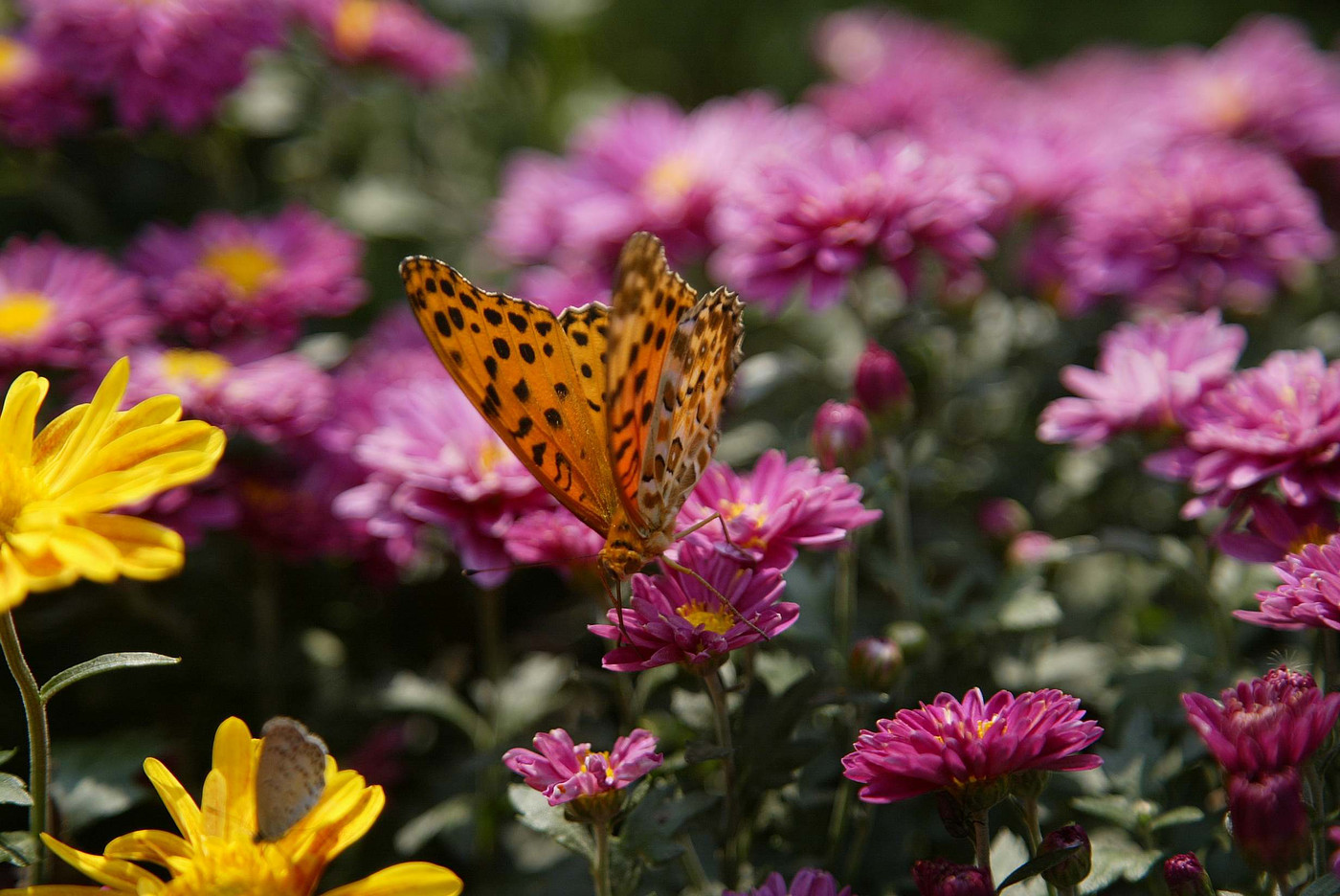 杭州郭庄随拍花梦蝶