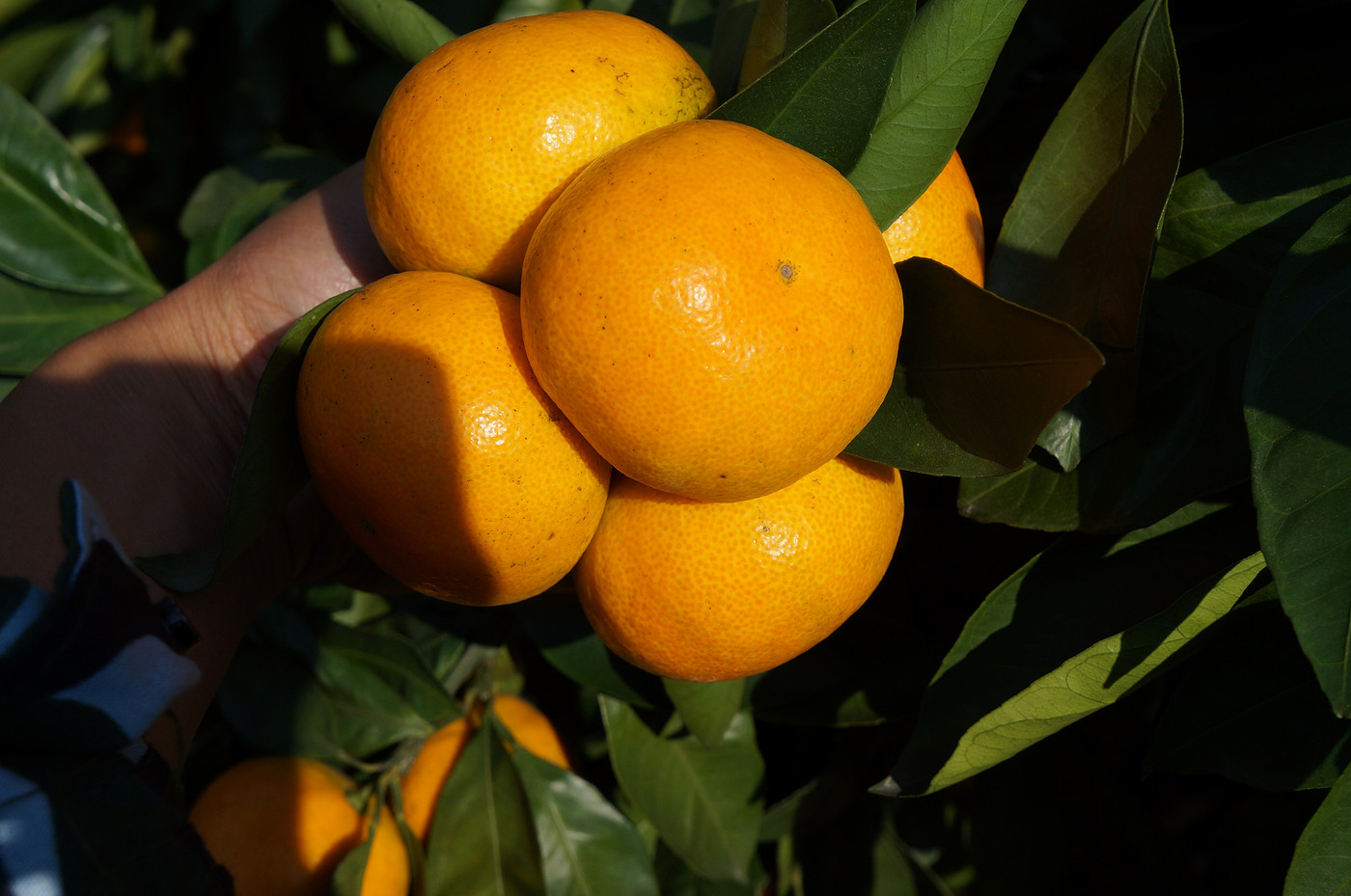 涌泉蜜桔自由采摘游